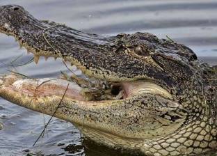 تمساح يقتل امرأة أثناء تجولها مع كلبها