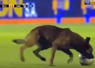 بالفيديو| كلب يقتحم ملعب رياضي ويقتنص الكرة من اللاعبين