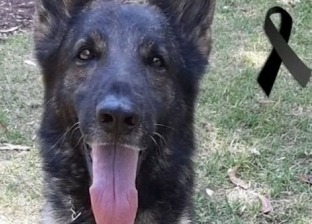 نفوق أشهر كلب ساعد في إنقاذ وانتشال ضحايا زلزال تركيا بعد مرور 7 أيام