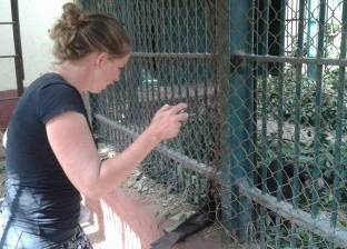 بالفيديو والصور| قرود حديقة الحيوان ترسم حزنا على "بوبو".. ونشطاء: حالتهم اتحسنت