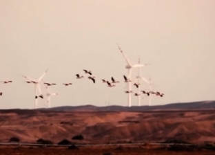 مشاهد من مصر.. غلق طواحين الهواء بسبب الطيور المهاجرة ورحلة جديدة لحصاد الأرز (فيديو)