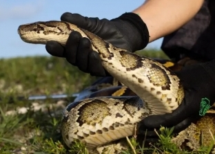 «فلوريدا» تتعرض لغزو من نوع خاص: الثعابين البورمية تقود الهجوم