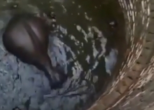 فيديو مدهش.. لحظة إنقاذ "فيل صغير" سقط داخل بئر في الهند