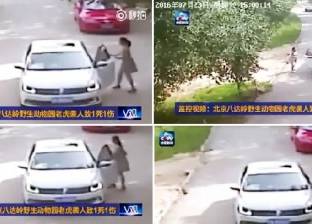 بالفيديو| نمر يفترس امرأة قرب سور الصين العظيم