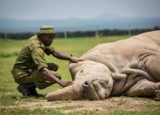 بالصور| مقبرة الذكر الأخير.. انقراض "وحيد القرن الأبيض" بموت "سودان"