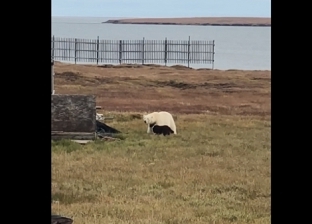 بالفيديو| كلب شجاع يتصدى لدب قطبي ضخم ويجبره على الهروب