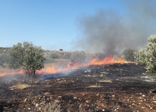 مستوطنون يحرقون العشرات من أشجار الزيتون بالضفة