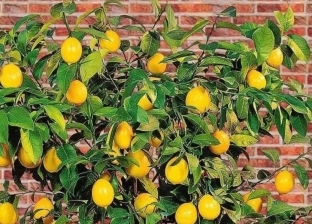 ربح وفير من زراعة الليمون القزمي في البلكونة.. الشجرة تنتج 100 كيلو