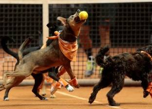بالصور| كلاب تشارك في بطولة البرازيل المفتوحة للتنس