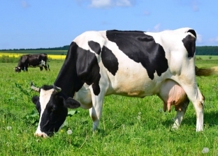 «الإحصاء»: 7.3% زيادة في أعداد رؤوس الأبقار والأغنام والإبل عام 2021
