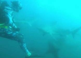 بالفيديو| هجوم مفاجئ لسمكة قرش على غواص كادت تتسبب في موته