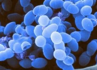 دراسة: بكتيريا المعدة تساعد في مكافحة السرطان