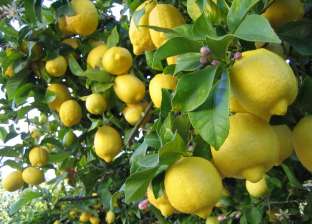 نقابة الفلاحين تكشف سبب "جنون الليمون": نظام التصويم