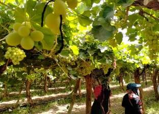 «معلومات الزراعة» يحذر من دودة ثمار العنب.. تنتشر هذه الأيام
