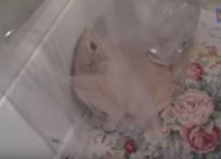 بالفيديو| برازيلي يستعين بـ«قط» للتخلص من الفئران: «أنا ذاهب لقتلهم»