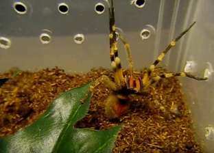 بالفيديو| لدغة عنكبوت سام تعالج الضعف الجنسي