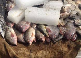 إعدام 50 كيلو مسليات فاسدة وأسماك مجمدة بالإسماعيلية