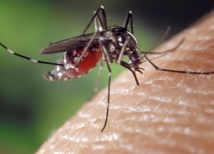 كل ما تريد معرفته عن البعوض المتسبب في حمى الضنك.. أستاذ علم حشرات يوضح