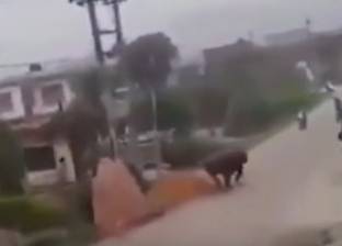 بالفيديو| "وحيد القرن" يثير الذعر بعد مطاردته لأحد الأشخاص في نيبال