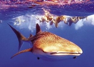 القرش الحوتى يسبح مع سائحى الغردقة: عملاق ولطيف
