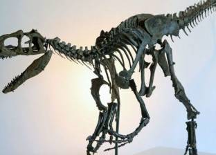 اكتشاف حفرية عاصرت الديناصورات قبل انقراضها