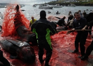 صور.. مياه بحار تتحول إلى اللون الأحمر بسبب دماء الحيتان