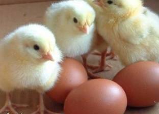 السعودية تحظر استيراد بيض "الكتاكيت" من إيطاليا مؤقتا