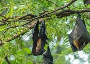 «البحوث الزراعية»: خفاش «نيباه» موجود بمصر.. لكن الفيروس لم يثبت وجوده