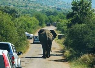 بالفيديو| "فيل" غاضب يهاجم سيارة مليئة بالركاب