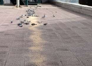 ناشطة بمجال حقوق الحيوان: إطعام الطيور في مصر رسالة بأنها بلد للسلام