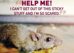 حملة لمنع صيد الفئران باللاصق: "بيسلخ جلدها"