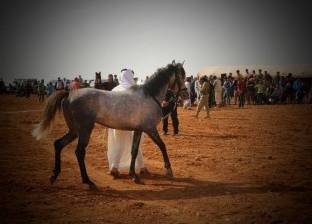 بالصور| رغم الحرب.. سباق للخيول في حلب السورية: "فرسان يتحدون الدمار"