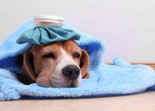 تعرف على أعراض نزلات البرد عند الكلاب