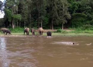 بالفيديو| فيلة صغيرة تنقذ مدربها من الغرق