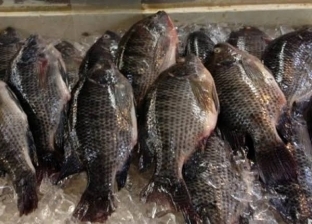 الحكومة تنفي تداول أسماك نافقة بسبب «زبد البحر»: المعروض في الأسواق آمن