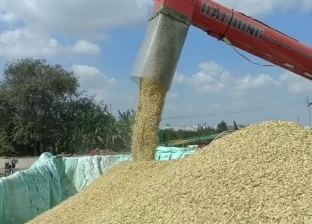 نقيب الفلاحين: توقعات بانخفاض أسعار الأرز بعد نهاية شهر رمضان