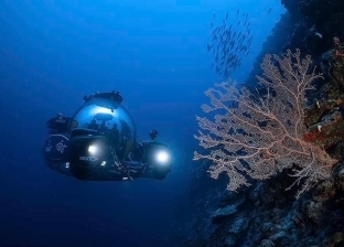 اكتشاف واحة جديدة من الحياة البحرية أسفل جزر المالديف: «سوابح دقيقة»