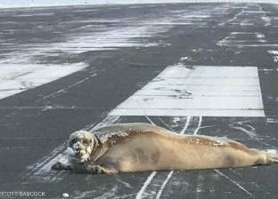 "كلب بحر" يقتحم مطار أمريكي.. الفقمة تمددت على مدرج الطيران