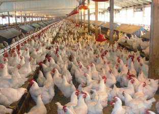 "الزراعة": إصدار شهادات الأمان الحيوي لـ736 مزرعة طيور