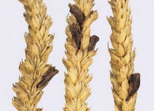 «بلومبرج»: فطر «الأرجوت» يُهدّد إمدادات مصر من القمح