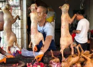 تسلق حية.. ماذا يحدث داخل مهرجان لحوم الكلاب في الصين؟ (صور)