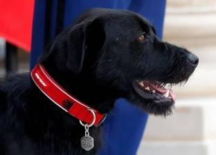 "نيمو" كلب فرنسا الأول: بدأ مهامه رسميا باستقبال رئيس النيجر