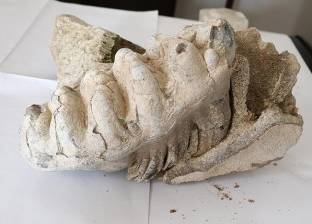 العثور على بقايا فك حيوان الـ "ماموث" عمرها 8 ملايين عاما