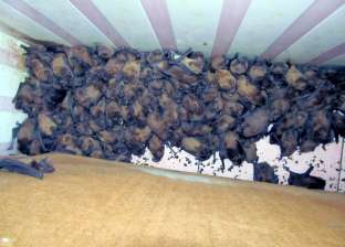 "طردوها أثناء طقوس الزواج".. 1700 خفاش تحتل شقة صغيرة في أوكرانيا