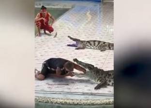بالفيديو| لقطة مفزعة.. تمساح يطبق فكيه على ذراع مدربه أمام الجمهور