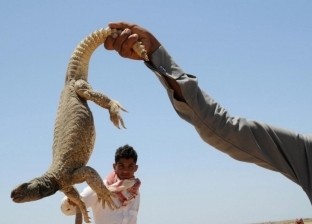 "الضب".. حيوان صحراوي يصطاده السعوديون بوحشية لأكل لحومه والتداوي به