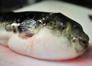 «الغرف» تحذر من 7 أسماك سامة في السوق بعد انتشارها بالإسكندرية