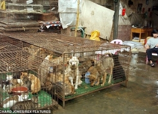 افتتاح مهرجان لحوم الكلاب في الصين رغم معارضة الحكومة