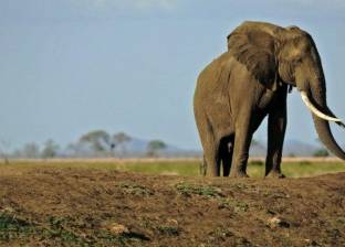 رئيس تنزانيا يأمر بملاحقة صيادي الفيلة
