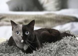 بالصور| "كيتي" قطة ذات الوجهين: ولدت قبل موعدها